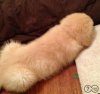 FLauschig.jpg