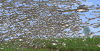 AIM 2.png