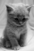ImageUploadedByTapatalk1408658718.518998.jpg