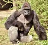 Harambe.jpg