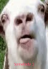 lol2.png