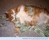 55742_fette_katzen_freitag.jpg
