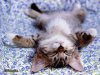 152757_FQHS7Y2G8AFWJHTRRNXTT7CSP6LGOW_katze_H163854_L.jpg