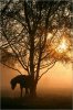 jana-behr-baum-pferd-und-sonne-127378.jpg jana-behr-baum-pferd-und-sonne-127378.jpg