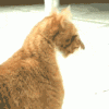 Katze.gif