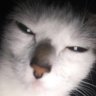 feqj