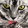 Minjador