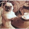Kaffeehund