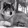 SoupWolf