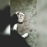 JOKERBRO
