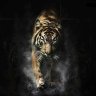 TigerPlayZ_