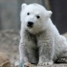 EinKoala
