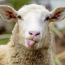iTz_Sheep_HD