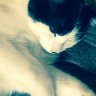 the_cat707