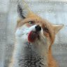 fuchs03