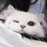yurei_vi