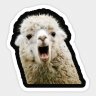 SheepSheep