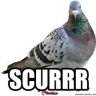 Scurr1337_
