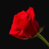 c0red