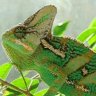 ChameleonCiskoCZ