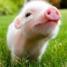 Machtwort