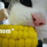 NoobmitCape