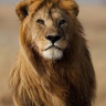 Thelion2812