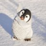 Pinguin04