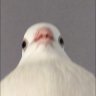 couu