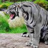 Tiger292