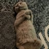 ohtter