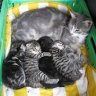 Kitty_Kaetzchen