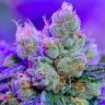 kushdealer187
