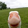 Walrossrobbe