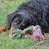 NV-09657748-ccc4-4605-8d30-f910648a2b55