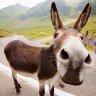 donkeymoritz