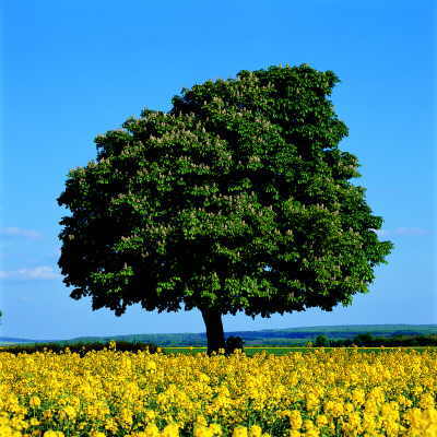 Baum.jpg