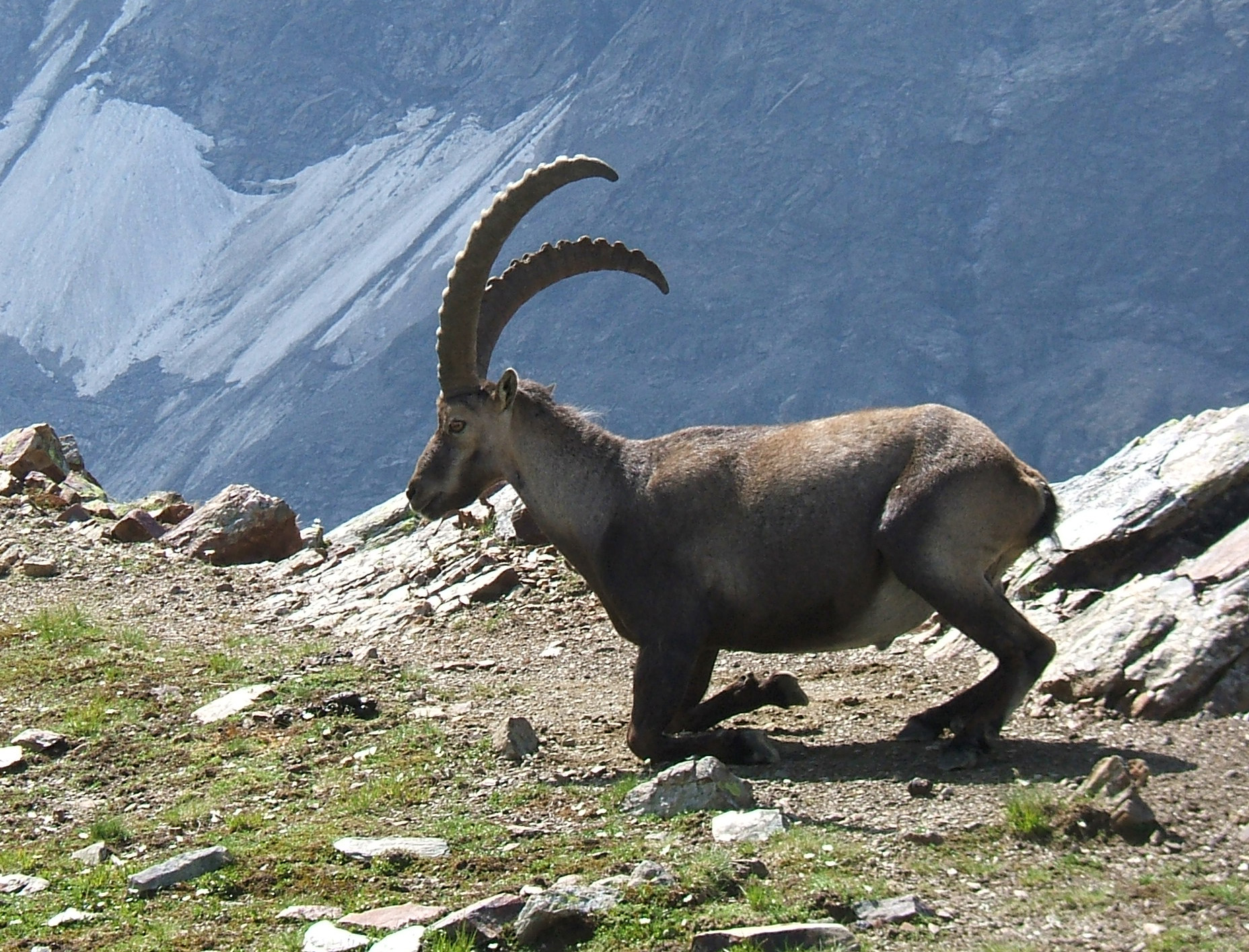 SteinbockGabinten.jpg