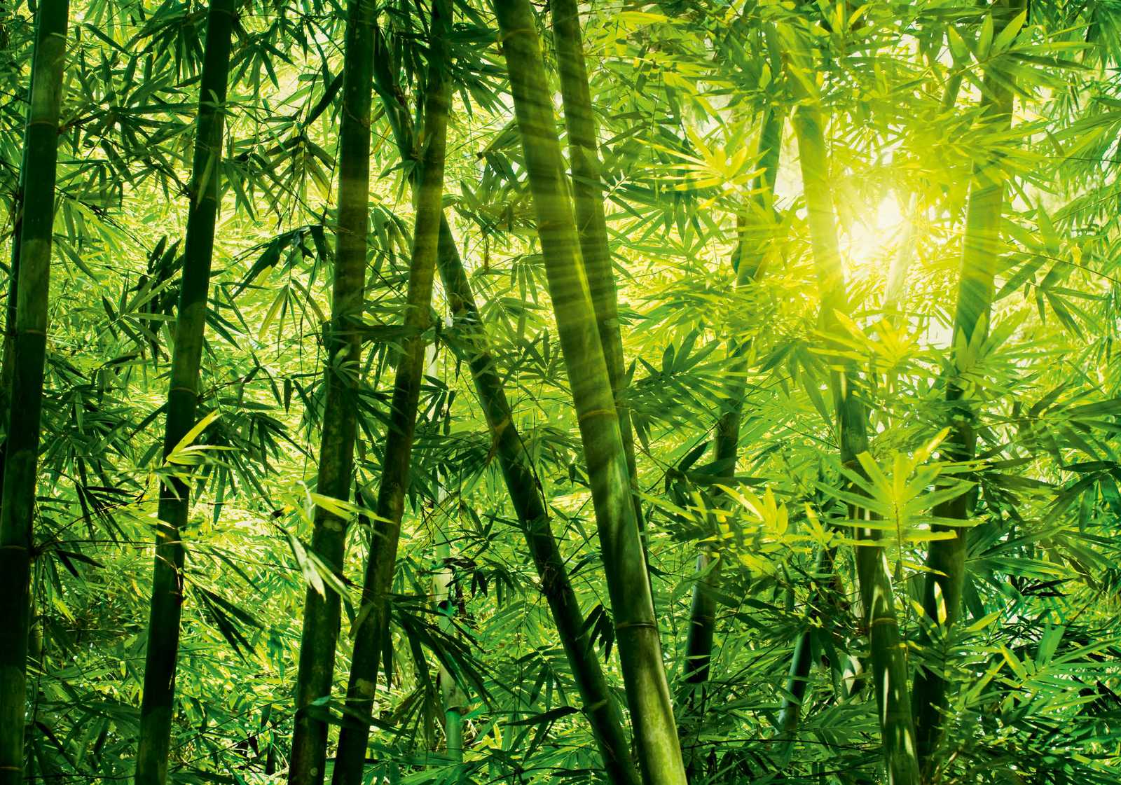 8-123-bamboo-forest.jpg