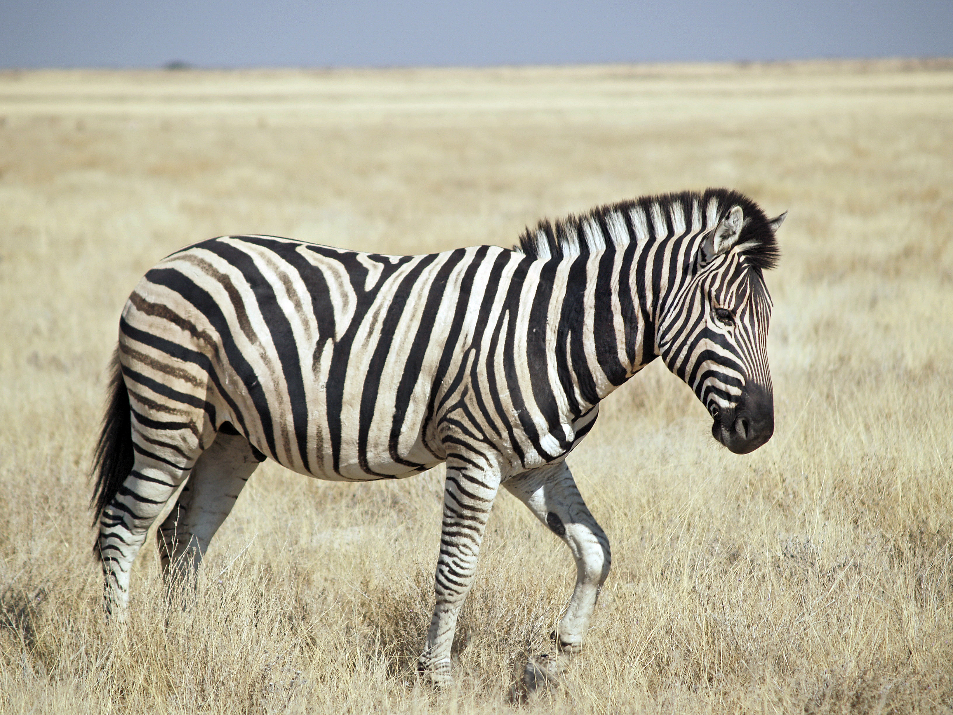 Burchell's_Zebra_(Etosha).jpg