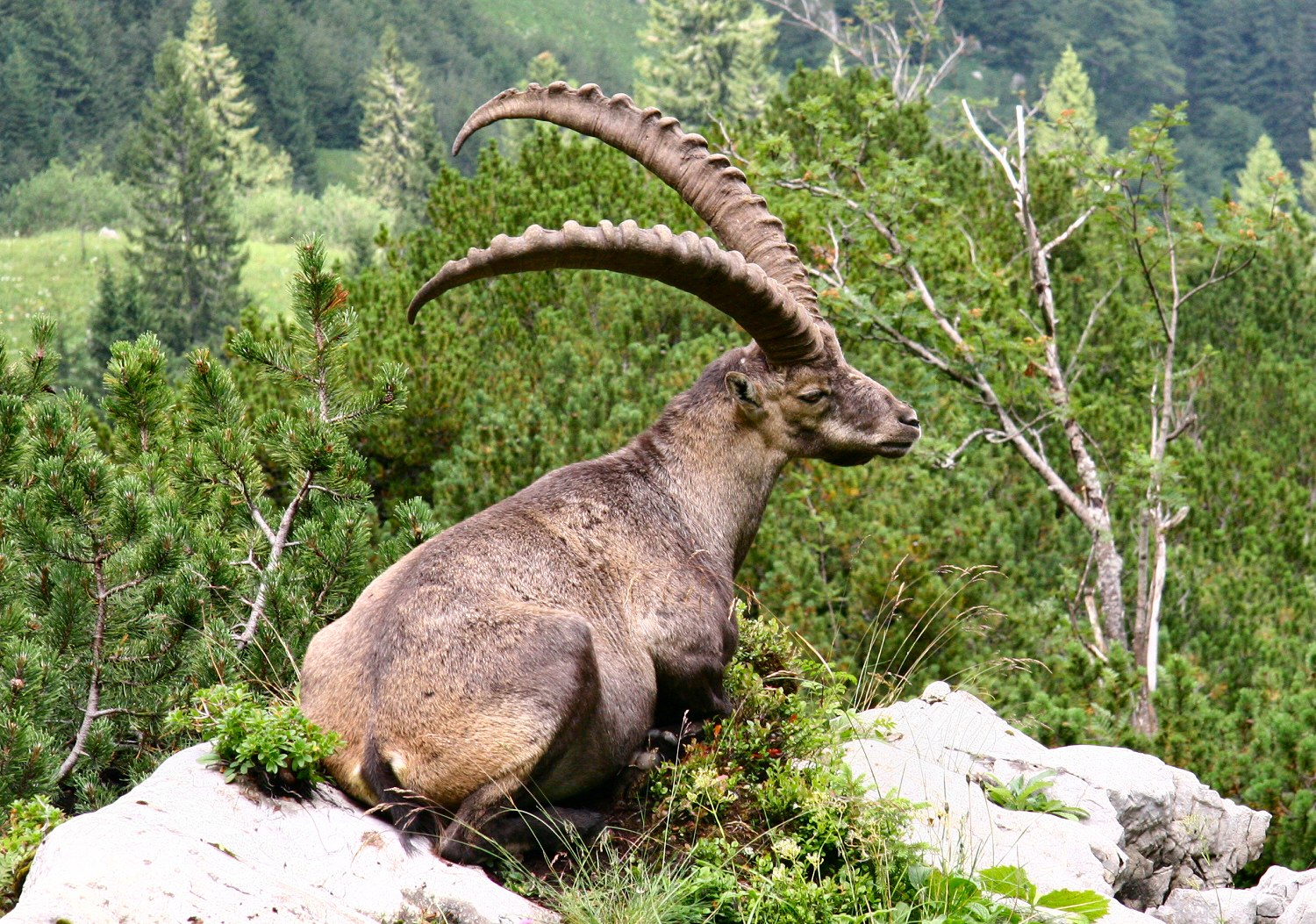 Steinbock_2006_08_2.jpg