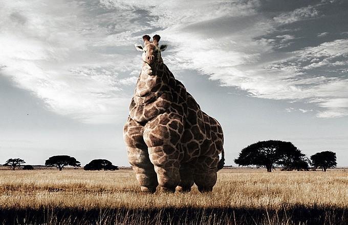 dicke-giraffe1.jpg