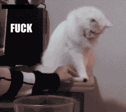 funny-cat-gifs.gif