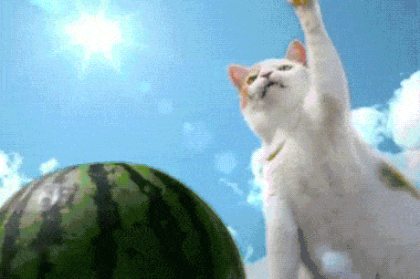 giphy.gif